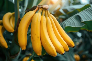 A bunch of ripe bananas hanging from a banana tree with large green leaves in the background. 