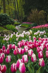 Sticker - A stunning arrangement of pink and white tulips alongside a tranquil stream creates a picturesque natural wallpaper