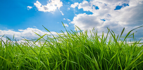 Wall Mural - spring grass on a meadow on a sunny day