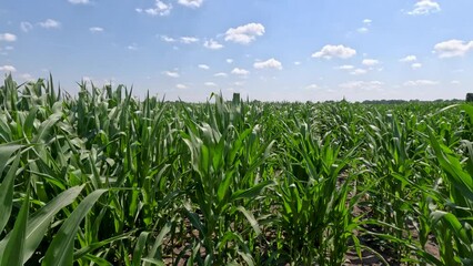 Wall Mural - Deep within rows of healthy Green Corn Crops within an Agricultural Field. Plants are lush and green waving in the wind, set against a cloudy blue sky. Slow motion views.