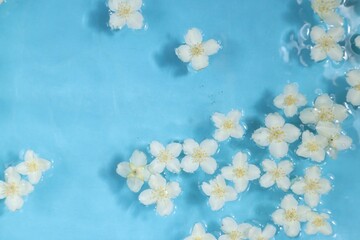 Wall Mural - Beautiful jasmine flowers in water on light blue background, top view