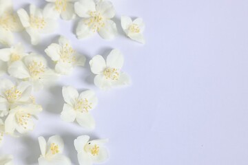 Wall Mural - Beautiful jasmine flowers on white background, flat lay. Space for text