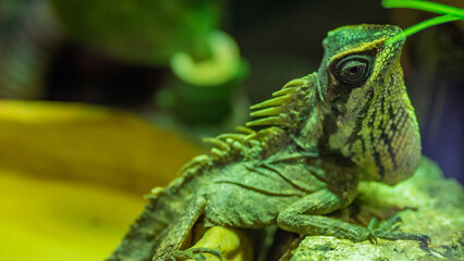 green chameleon on a branch