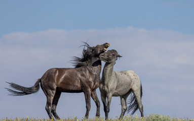 Wall Mural - Wild Horse Stallions Fighting in the Pryor Mountains Montana in Summer