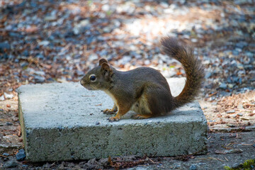 a squirrel sitting on a concrete block