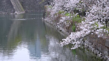 Wall Mural - 大阪城と桜