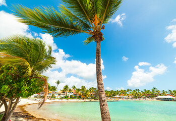 Poster - Palm trees and turquoise water in a tropical beach