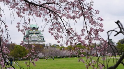 Wall Mural - 大阪城と桜