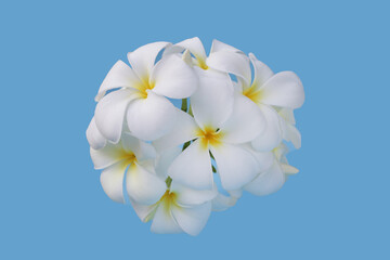 Wall Mural - Plumeria or frangipani flower. Tropical tree