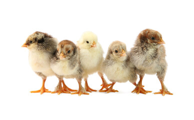 Wall Mural - Many cute chicks isolated on white. Baby animals