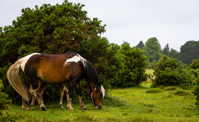 Wall Mural - Horses of New Forest in England