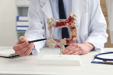 Wall Mural - Doctor showing model of large intestine at white wooden table in clinic, selective focus