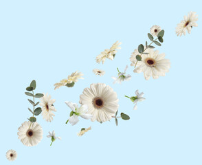 Wall Mural - White gerberas, stock flowers and green leaves in air on light blue background