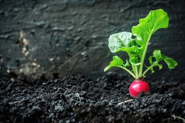 Wall Mural - A small radish plant is growing in the dirt