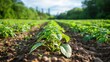 © At My Hat - A field of green plants with a few brown spots. The plants are growing in the dirt