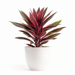 Wall Mural - A Green Edge Red Dracaena in a white pot, no shadow, isolated on white background 