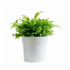 Wall Mural - A Green Edge White Rabbit's Foot Fern in a white pot, no shadow, isolated on white background