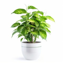 Wall Mural - A Green Flamboyant in a white pot, no shadow, isolated on white background 