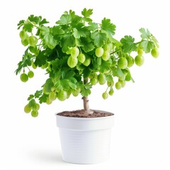 Wall Mural - A Green Gooseberry Plant in a white pot, no shadow, isolated on white background 