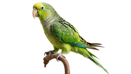 Wall Mural - parrot isolated on white background , transparent png image