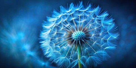 Wall Mural - Macro shot of a vibrant blue dandelion seed flower, nature, close-up, plant, beautiful, delicate, detail, blooming