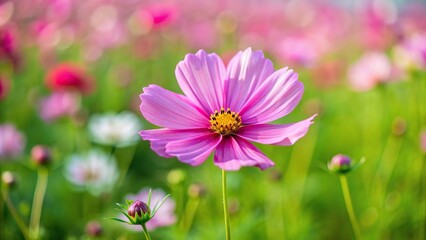 Wall Mural - Pink cosmos flower standing out in a field of greenery, pink, cosmos, flower, field, nature, plant, vibrant, colorful