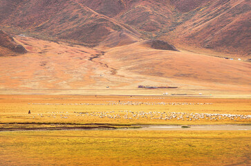 Wall Mural - Herds of sheep pasturing on the golden-colored grassland in the autumn in Bayanbulak Grassland in Xinjiang, China