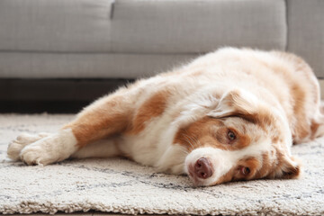 Wall Mural - Adorable Australian Shepherd dog lying on floor at home