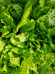 Wall Mural - green lettuce plants in growth at field