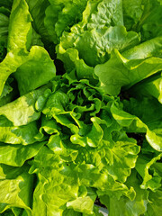 Wall Mural - green lettuce plants in growth at field