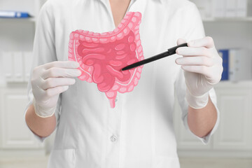 Wall Mural - Doctor showing paper intestine cutout in clinic, closeup