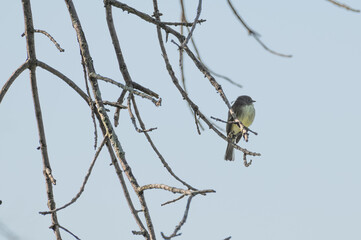 Eastern phoebe perched in a tree.