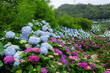 © leungchopan - Beautiful flower Hydrangea flower garden