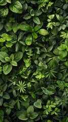 A close up of a green plant with many leaves