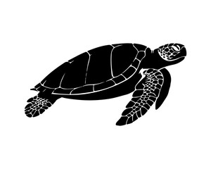 Wall Mural - graphic sea turtle,vector illustration of sea turtle,vector of turtle design on a white background,save a turtle.