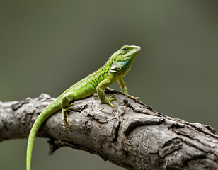 Wall Mural - green lizard on a branch, green lizard on a tree