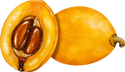 Loquat Illustration