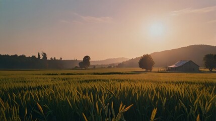 Wall Mural - landscape of beauty wheat field with sunshine
