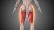 © Silver Place - Animation of the hamstring muscles