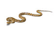 © skynet - Small Boa constrictor snake or Malayopython reticulatus
