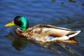 Anas platyrhynchos, mallard duck in summer park.