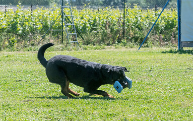 Wall Mural - obedience training with a rottweiler