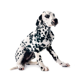 Poster - puppy dalmatian in studio