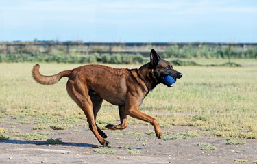 Wall Mural - training of belgian shepherd