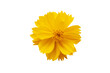 © phenphayom - yellow flower cosmos arrangement flat lay style