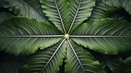 Wall Mural - tropical leaf mandala, showcasing the symmetry and balance found in nature. 