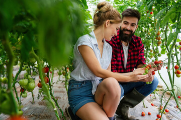 Wall Mural - Young happy couple of farmers working in greenhouse, with organic bio tomato, vegetable