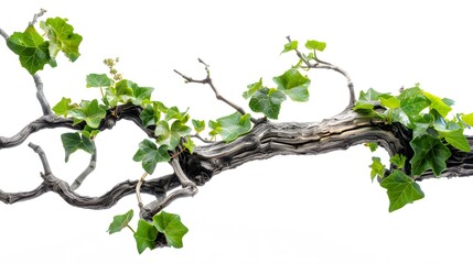 Poster - realistic twisted jungle branch with plant growing isolated on a white background