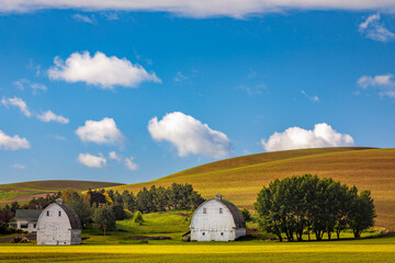 Farm with two white barns in the Palouse of eastern Washington state