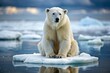 © Jason - polar bear on melted ice sheet. Global warming and sea level rising consequence